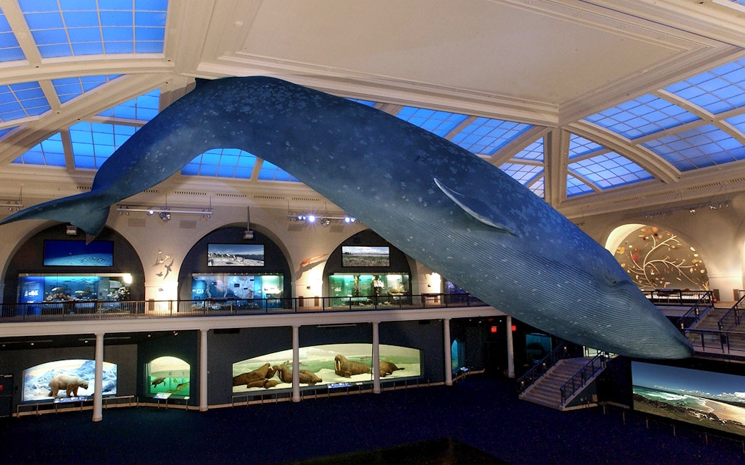 Tourists viewing blue whale model at American Museum of Natural History.