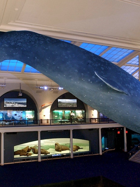 Tourists viewing blue whale model at American Museum of Natural History.
