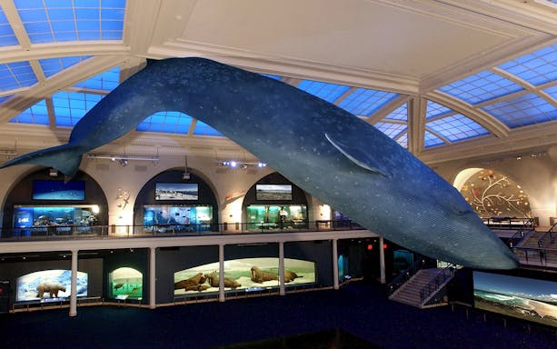 Tourists viewing blue whale model at American Museum of Natural History.