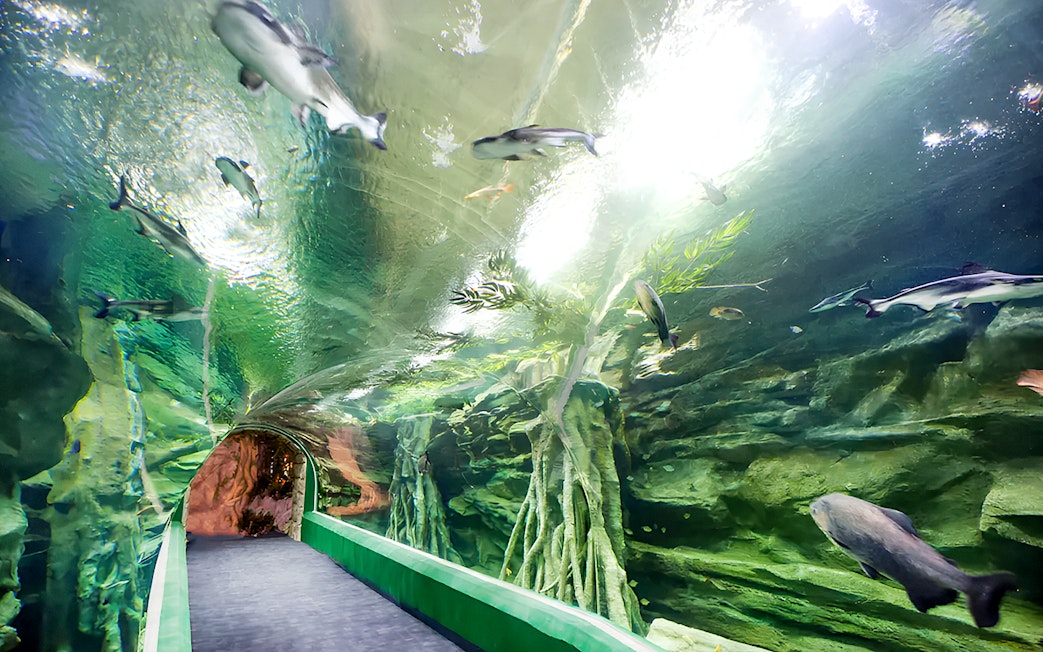 Tunnel walkway through underwater exhibit at Lotte World Aquarium, Seoul.