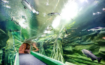 Tunnel walkway through underwater exhibit at Lotte World Aquarium, Seoul.