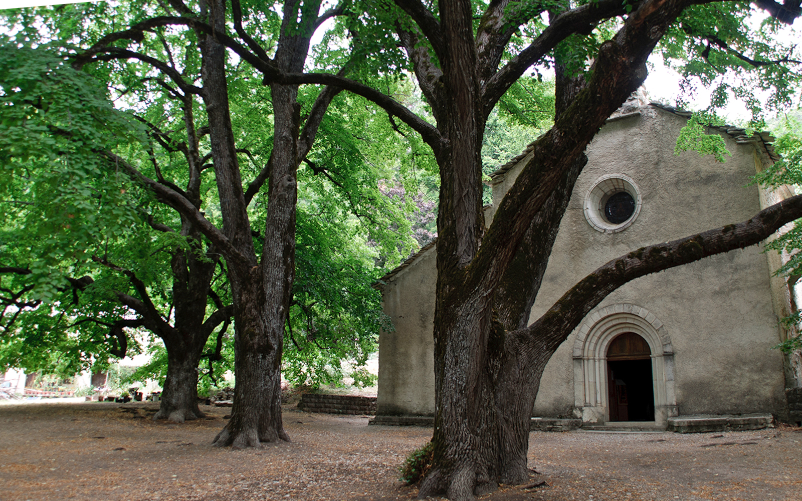 Timber forest trail in Notre Dame with lush greenery and towering trees.