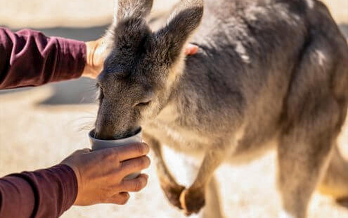 Kangaroo drinking from a cup held by a person at a Sydney wildlife park.