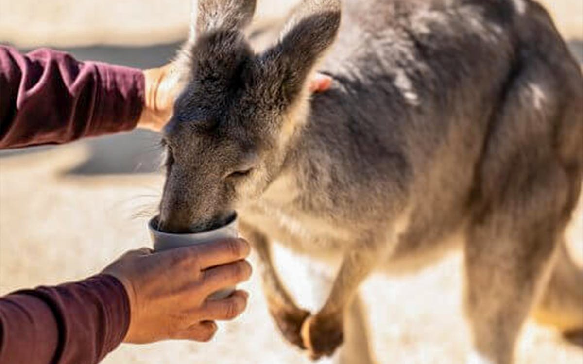 go city sydney explorer pass: choose 2 to 7 attractions-13 go city sydney explorer pass: choose 2 to 7 attractions-13