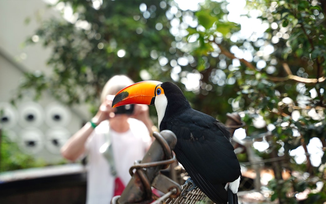 Toucan perched in Green Planet Dubai rainforest with visitor in background.