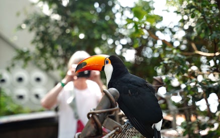 Toucan perched in Green Planet Dubai rainforest with visitor in background.