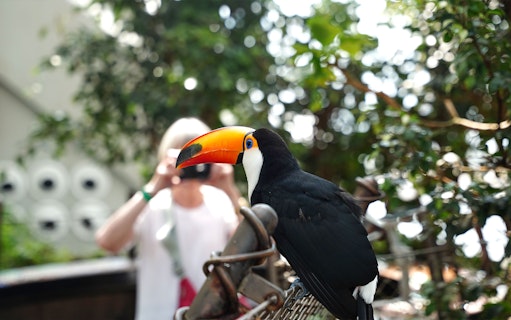 Toucan perched in Green Planet Dubai rainforest with visitor in background.