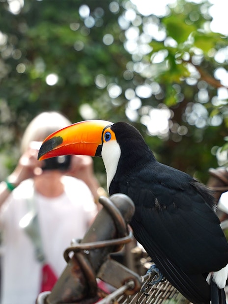 Toucan perched in Green Planet Dubai rainforest with visitor in background.
