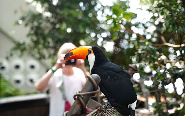 Toucan perched in Green Planet Dubai rainforest with visitor in background.