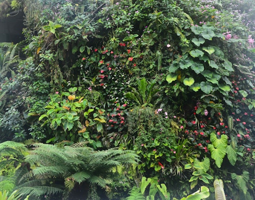 California Academy of Sciences