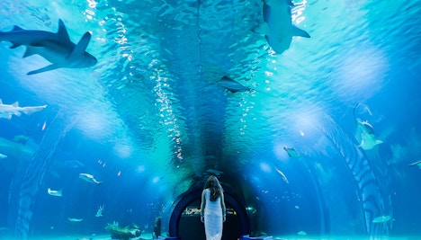 Oceanografic Valencia-Explore the Aquariums