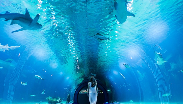 About Oceanografic Valencia