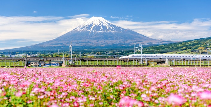 Shinkansen bullet train passing Mt. Fuji with pink flowers in spring, Japan.