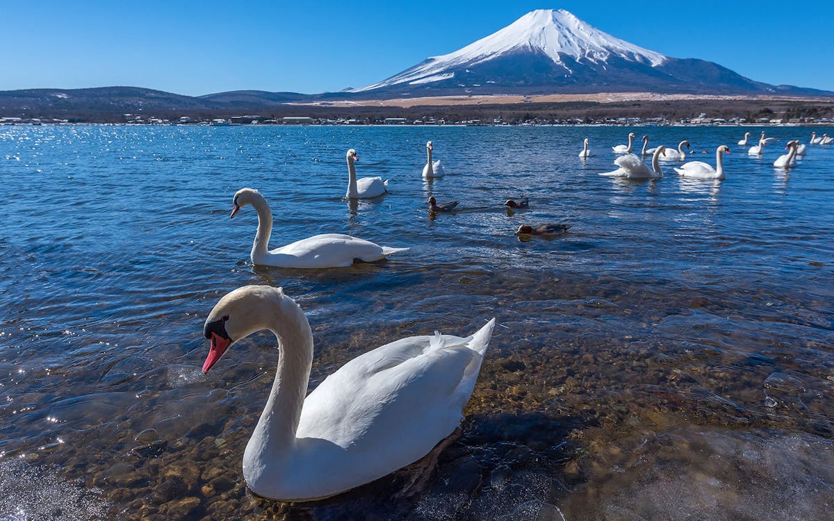 1-day guided tour of mt. fuji, lake kawaguchi, lake yamanaka from tokyo-6 1-day guided tour of mt. fuji, lake kawaguchi, lake yamanaka from tokyo-6
