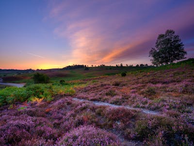 New Forest National Park