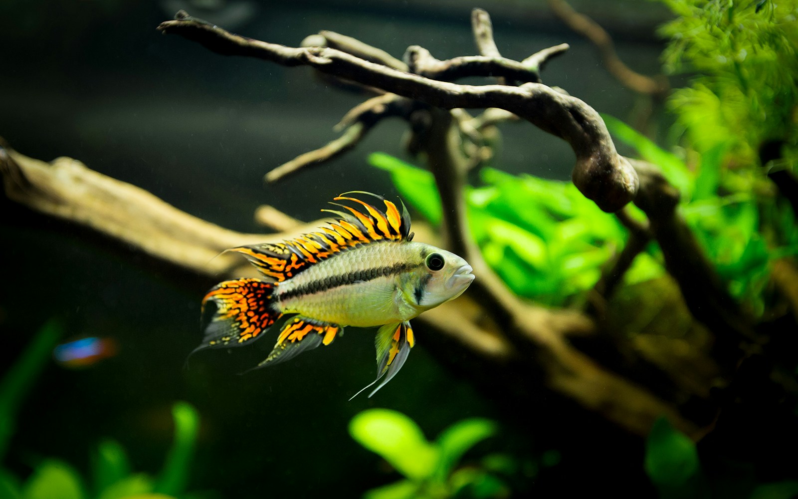 SEA LIFE Aquarium Verona - Explore the Amazonia