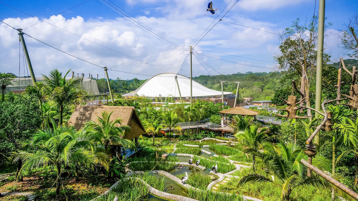 Timings, Bird Paradise