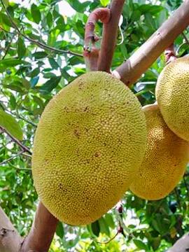 Jackfruit hanging from a tree at Okinawa Fruits Land.