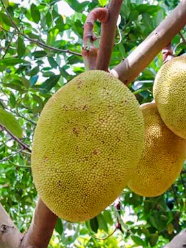 Jackfruit hanging from a tree at Okinawa Fruits Land.