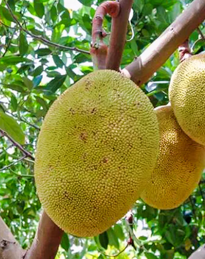 Jackfruit hanging from a tree at Okinawa Fruits Land.