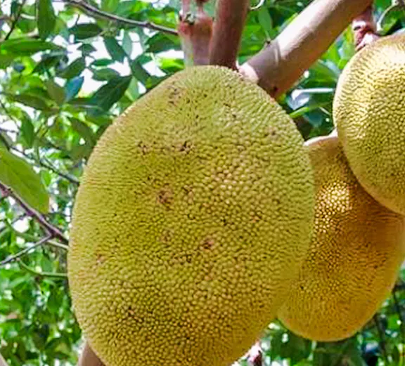 Jackfruit hanging from a tree at Okinawa Fruits Land.