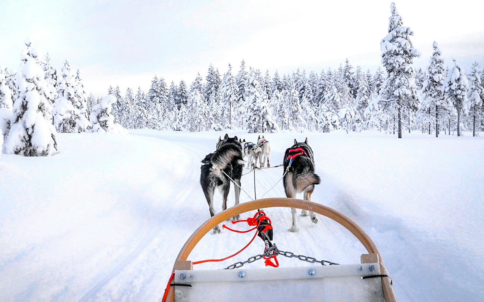 Husky sledding through snowy forest in Rovaniemi, Finland.