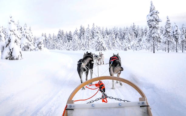 Husky sledding through snowy forest near Rovaniemi, Finland.