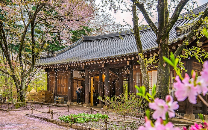 Traditional Korean building on Nami Island with cherry blossoms falling in spring.