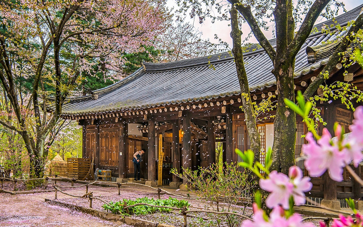 Traditional Korean building on Nami Island with cherry blossoms falling in spring.