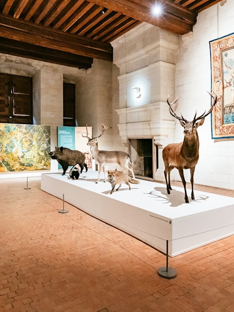 Taxidermy animal display and tapestries in Chambord Castle exhibit hall.