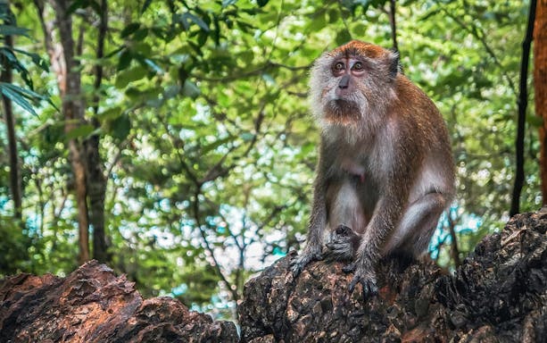 Monkey sitting on a rock at Jong's Crocodile Farm and Zoo, surrounded by lush greenery.