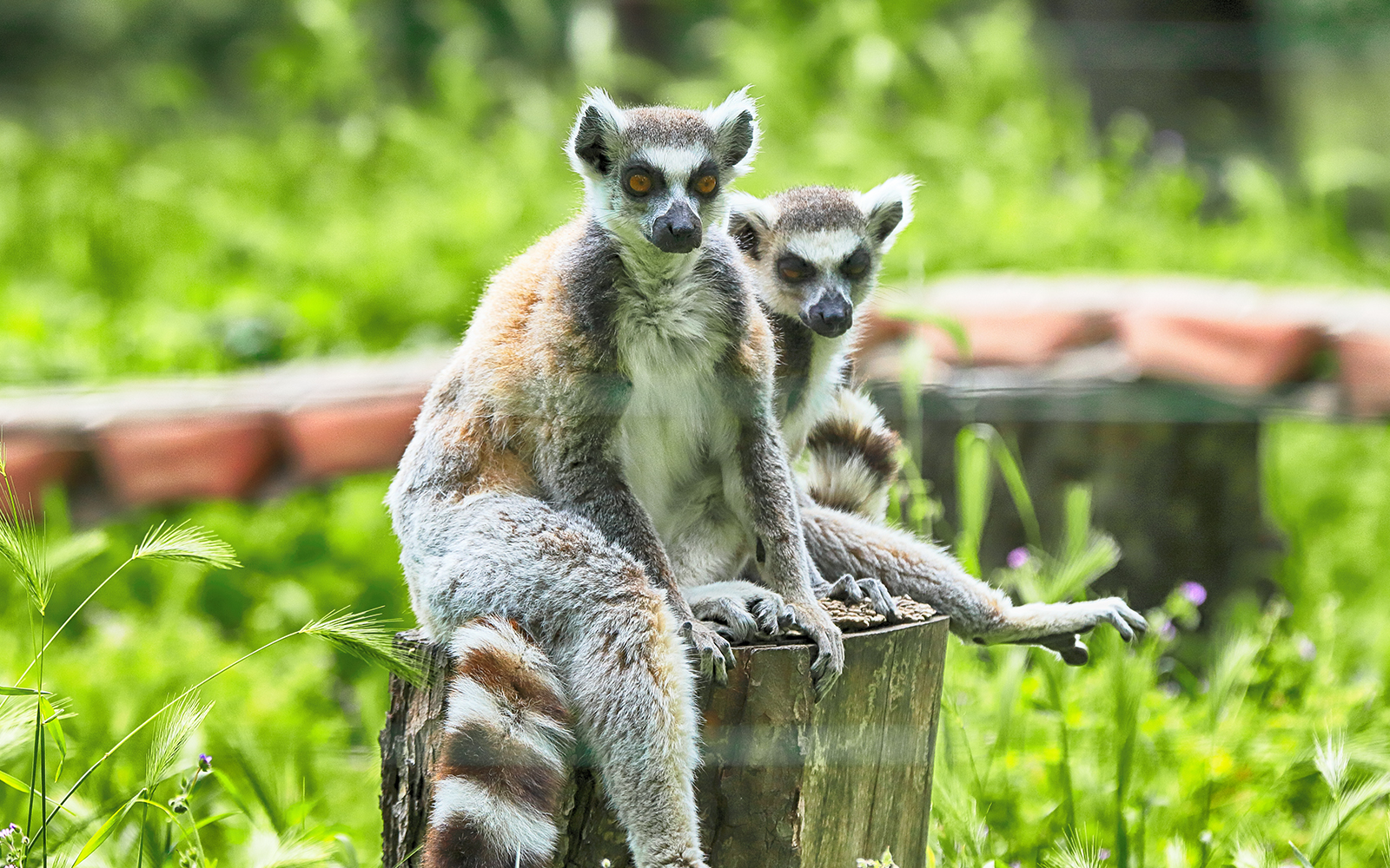 Ring-tailed lemur climbing a tree branch at Wroclaw Zoo.