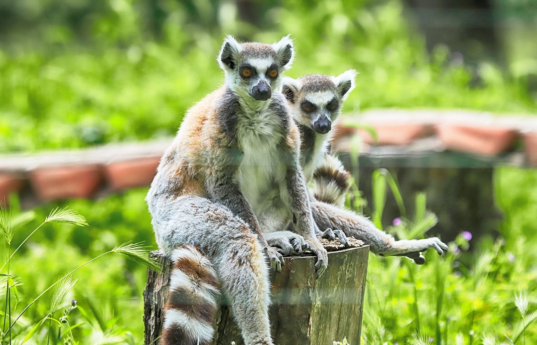 Ring-tailed lemur climbing a tree branch at Wroclaw Zoo.