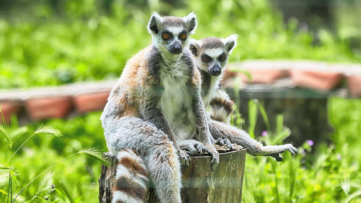 Prague Zoo - Timings