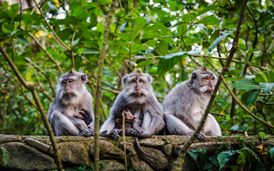 Ubud Highlights Private Tour with Entry Fees Included: Monkey Forest, Tirta Empul, Waterfall & Rice Terrace