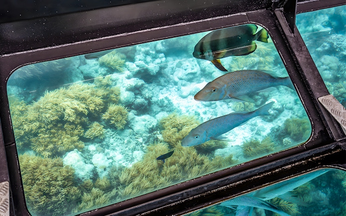 Glass bottom boat view of coral reef and fish near Green Island, Cairns.