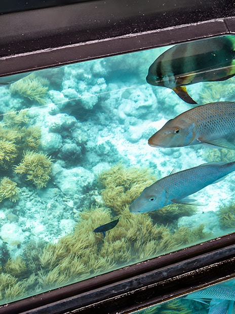 Glass bottom boat view of coral reef and fish near Green Island, Cairns.