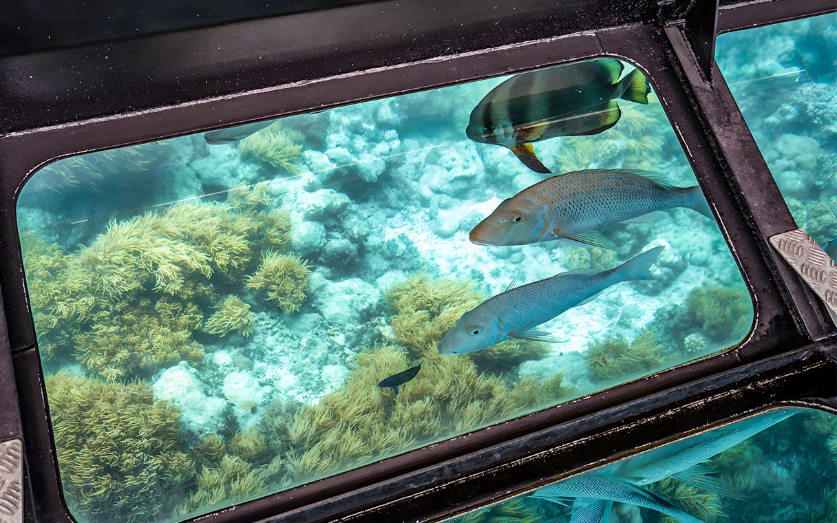 Glass bottom boat view of coral reef and fish near Green Island, Cairns.