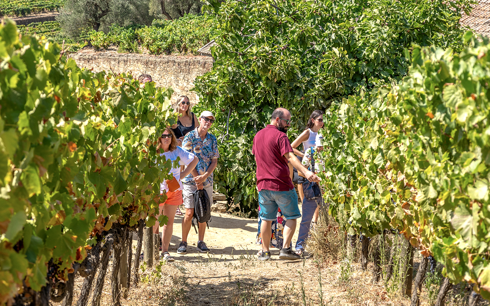 Vale do Douro: Excursões a partir de Porto