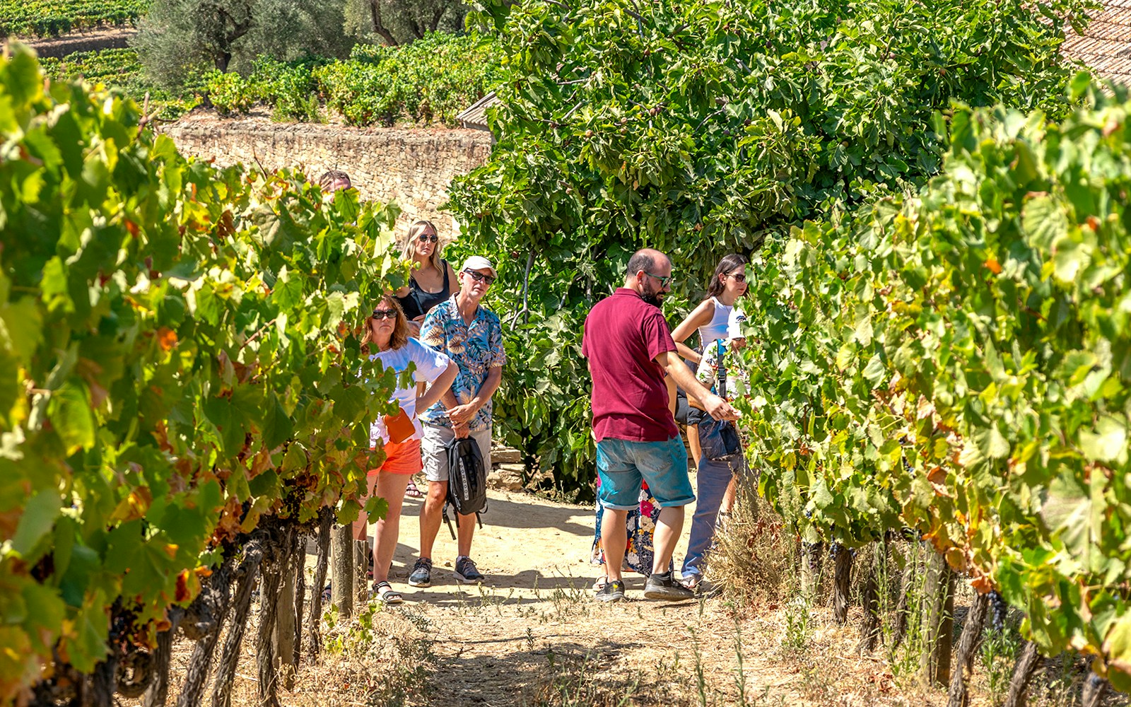 Tourists walking through vineyards in Douro Valley during a wine tour.