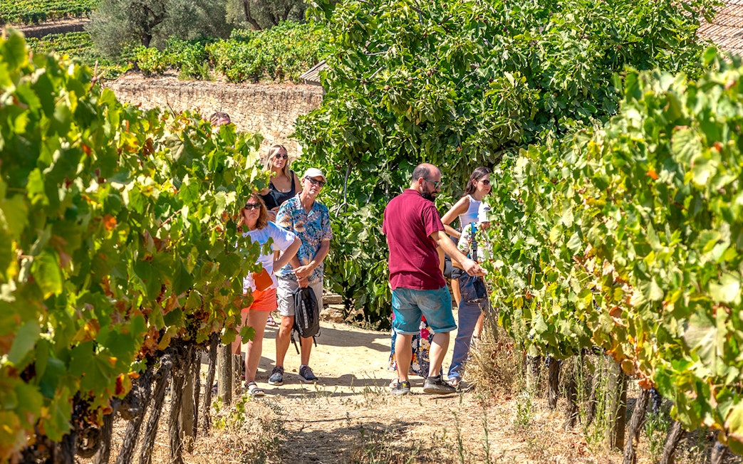 Tourists walking through vineyards in Douro Valley during a wine tour.