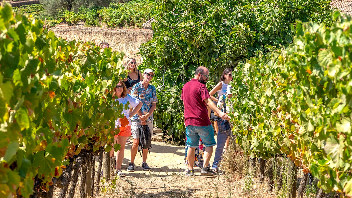 Tourists walking through vineyards in Douro Valley during a wine tour.