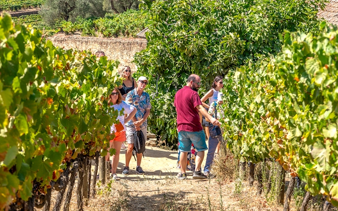 Tourists walking through vineyards in Douro Valley during a wine tour.
