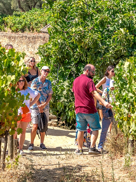 Tourists walking through vineyards in Douro Valley during a wine tour.