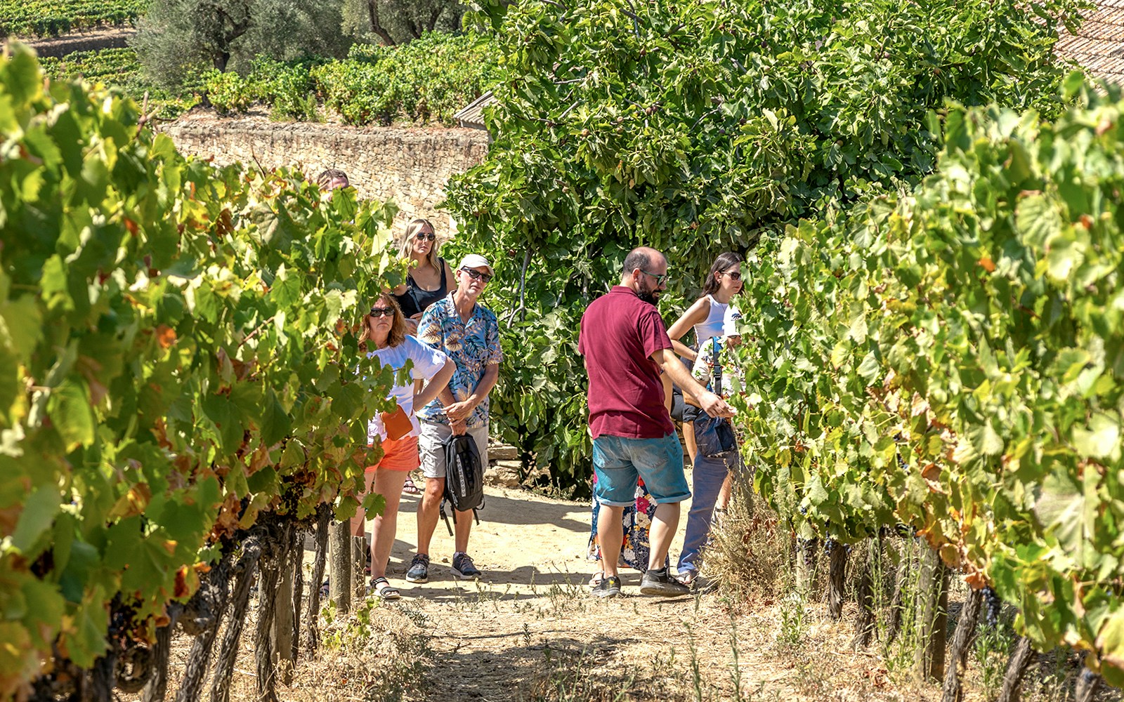 Tourists walking through vineyards in Douro Valley during a wine tour.