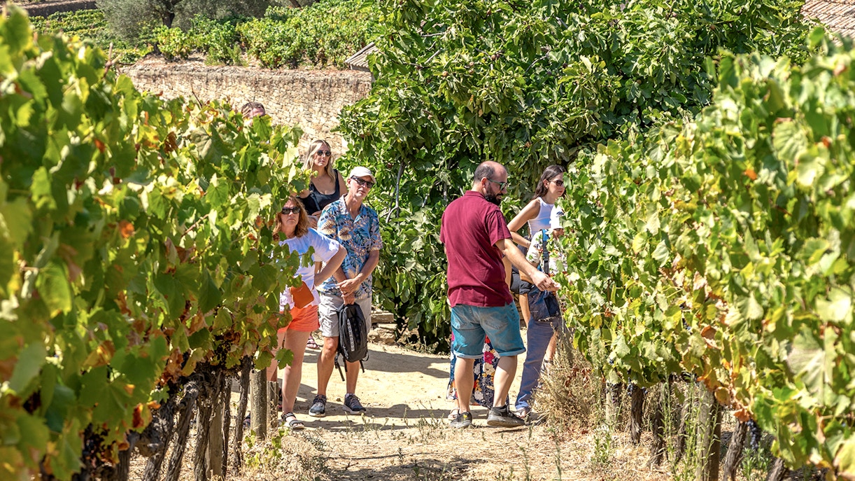 Tourists walking through vineyards in Douro Valley during a wine tour.