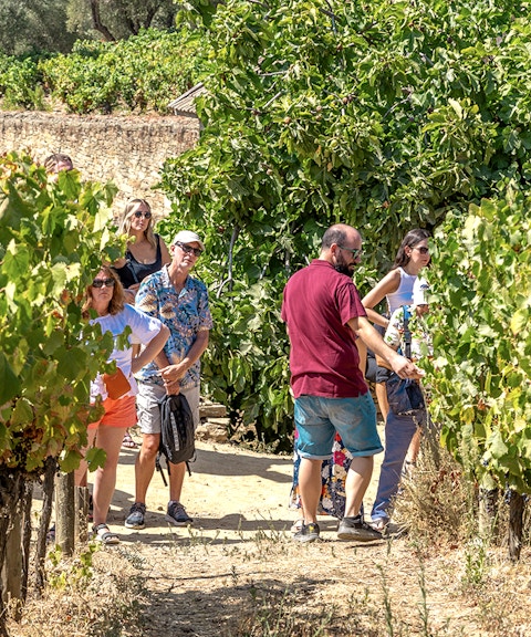 Tourists walking through vineyards in Douro Valley during a wine tour.