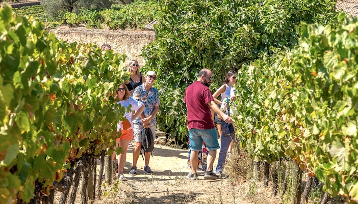 Tourists walking through vineyards in Douro Valley during a wine tour.