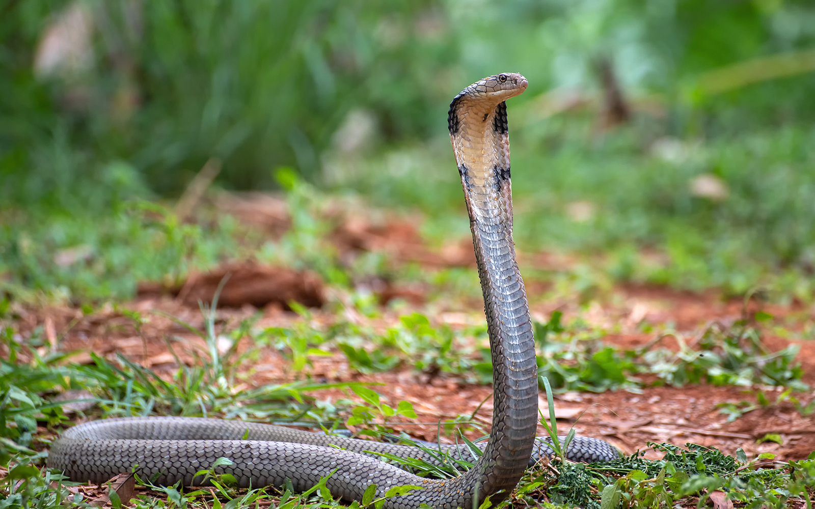 King Cobra