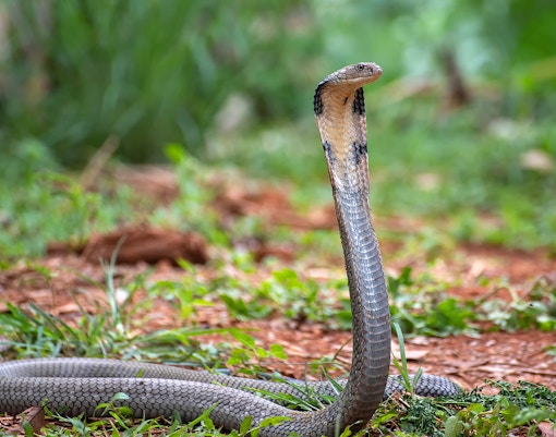 King Cobra